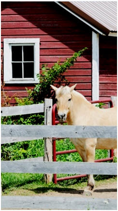 Free Horse Barn Building Plans - Click to choose from thirty seven different designs