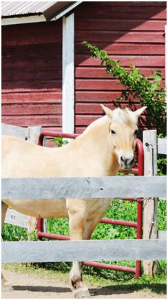 Free Horse Barn and Run-In Building Plans