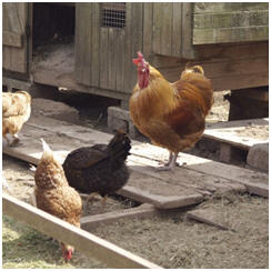 Free Chicken Coop and Chicken Tractor Plans