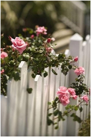 How to Build a Fence - Get free plans, material lists and hints to help you build post and rail fences, picket fences and privacy screens from wood preservative manufacturer Arch Chemical, Inc.