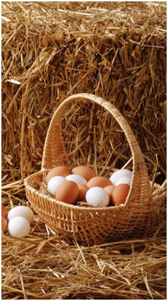 Have the Freshest Organic Eggs - Raise chickens using a portable coop or pasture pen in your garden. The hens will eat pests and weeds and leave the best fertilizer. Click to find "Chicken Tractor" designs and do-it-yourself building plans.