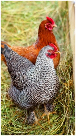 187 Free chicken coop plans and free chicken care guides 