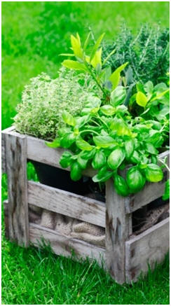 Grow Fresh Herbs in Your Garden - Click to find free how-to guides and herb garden designs .