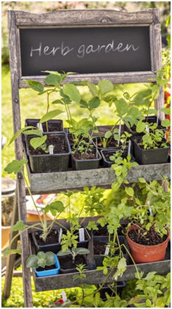 Learn How to Grow Fresh Herbs - Just click to find free guides and how-to tips on growing herbs indoors, in planter pots, in your garden beds or as part of your kitchen garden. 