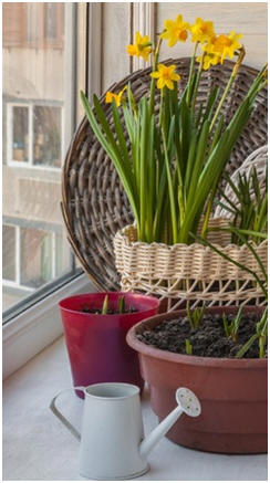 Grow Flowers, Herbs and Vegetables Indoors - You'll be amazed at what you can grow indoors in small spaces. Click to find and use free, how-to lessons.