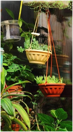 Garden In Your Apartment - Your space isn't too small for a garden. Click to find free, inspirational small-space and apartment gardening guides. 