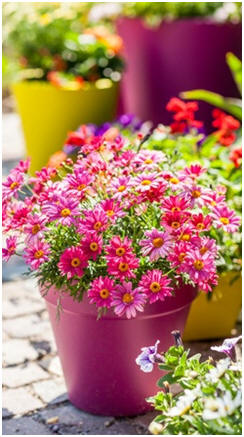 Share Free Small-Space Gardening Guides - Have great gardens in the smallest spaces. These free guides will help you create container gardens, indoor gardens, window boxes, planters and apartment gardens.