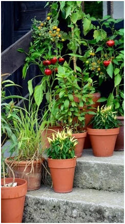 Grow Bountiful Gardens in the Smallest of Spaces - Click to find dozens of small-space gardening guides and do-it-yourself project plans.
