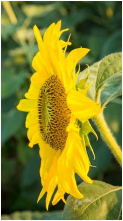 Learn How to Grow Healthy Gardens - Click for free guides and how-to lessons on how to have a chemical-free organic garden.