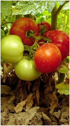 Free Vegetable Gardening Guides - Learn how to grow better vegetables, herbs and small fruit in your yard with these free, online guides