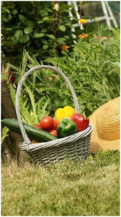 Learn How to Grow the Best Vegetables - Check out dozens of free how-to hints from green-thumb gardeners.