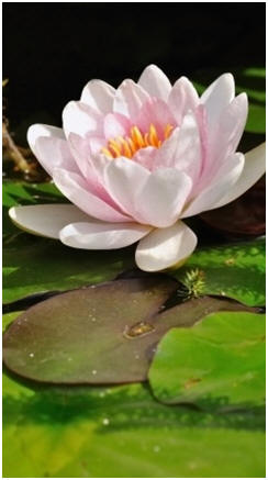 Create a Water Garden in Your Backyard - Click to find out how to build your own Koi pond, water lily garden, fountain and waterfall with free guides and do-it-yourself project plans.