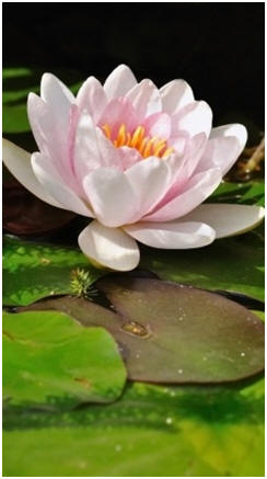 Take Better Flower and Still Life Photos - Click on the water lily to find and use dozens of helpful free demos, how-to videos, lessons and tips from top photographers.